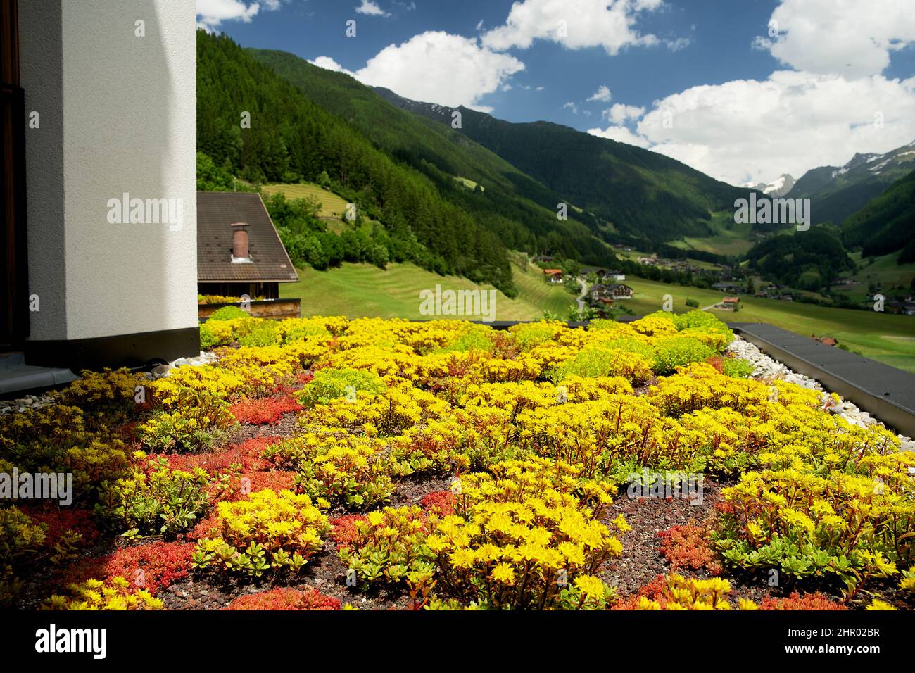 Blooming sedum rooftop garden on a green roof in the summer in an urban ...