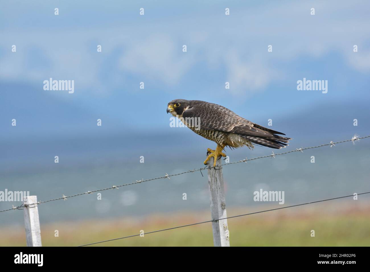 Peregrine Falcon (Falco peregrinus), Falconidae, around Puerto Natales, XII Magallanes Region and Chilean Antarctica, Chile Stock Photo