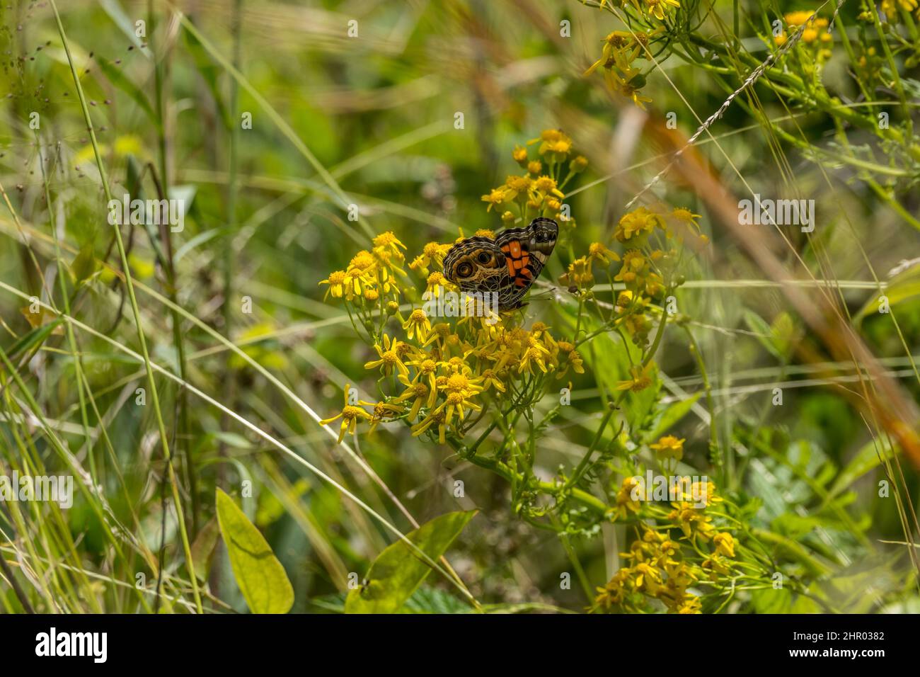 A American painted lady butterfly feeding on a butterweed wildflower in a field full of weeds and tall grasses on a sunny day in late spring Stock Photo