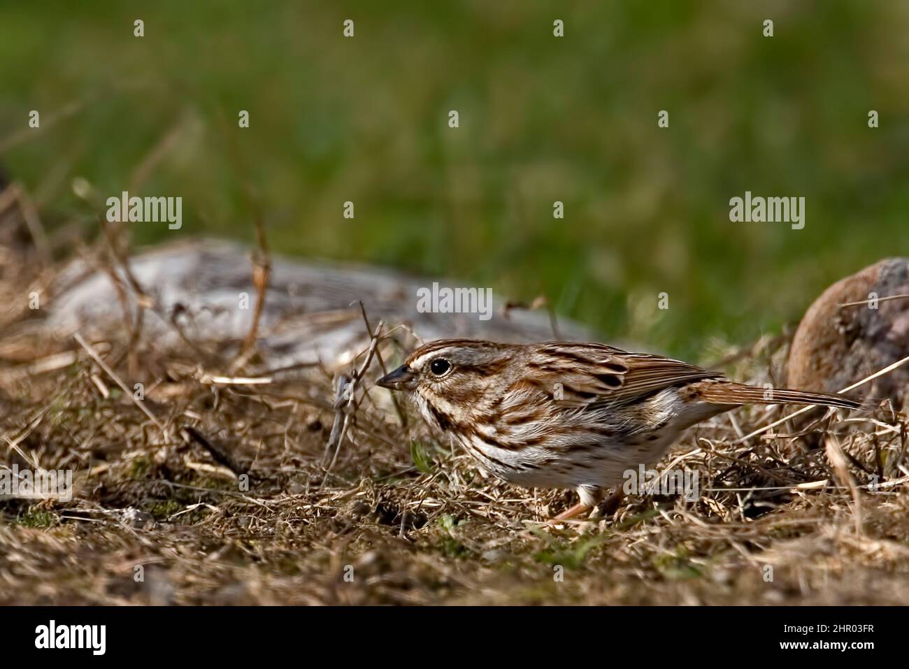 A Song Sparrow, Melospiza melodia, relaxing on the ground Stock Photo