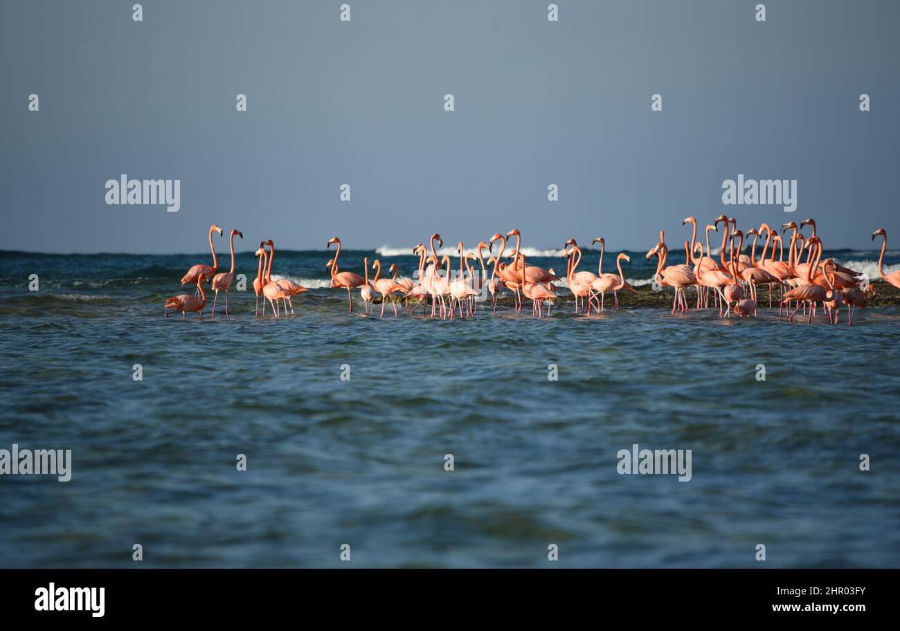 Large format close up of a huge group of colorful Flamingos wading through the sea on a Bahamas shoal.  Shot from a boat off of remote Mayaguana. Stock Photo