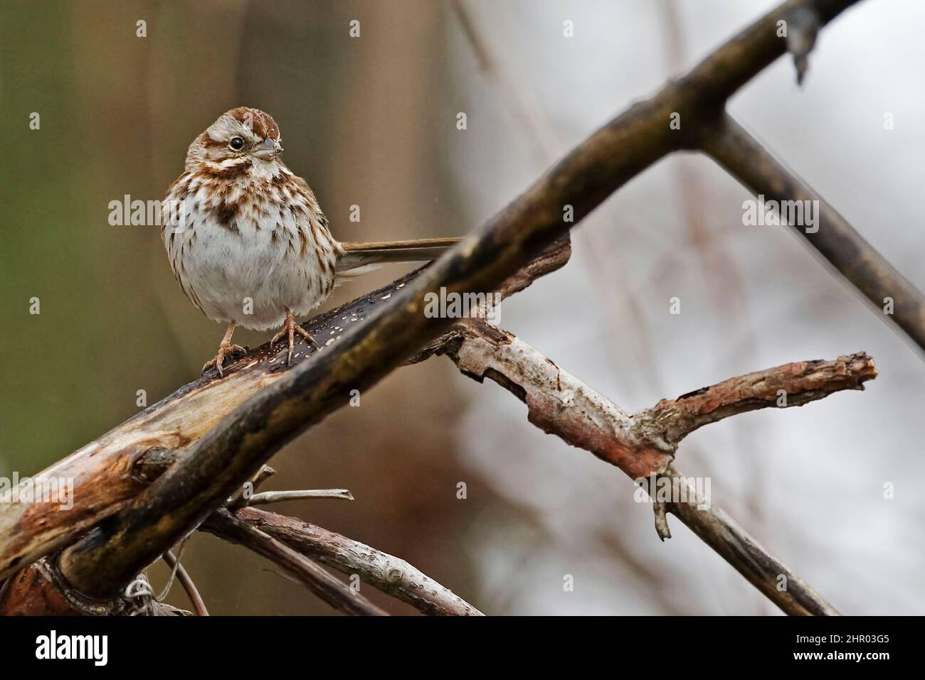 A Song Sparrow, Melospiza melodia, perched in a tree Stock Photo