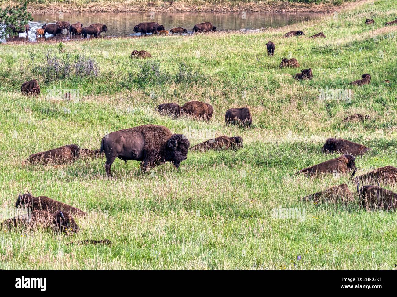 custer state psrk 4 july