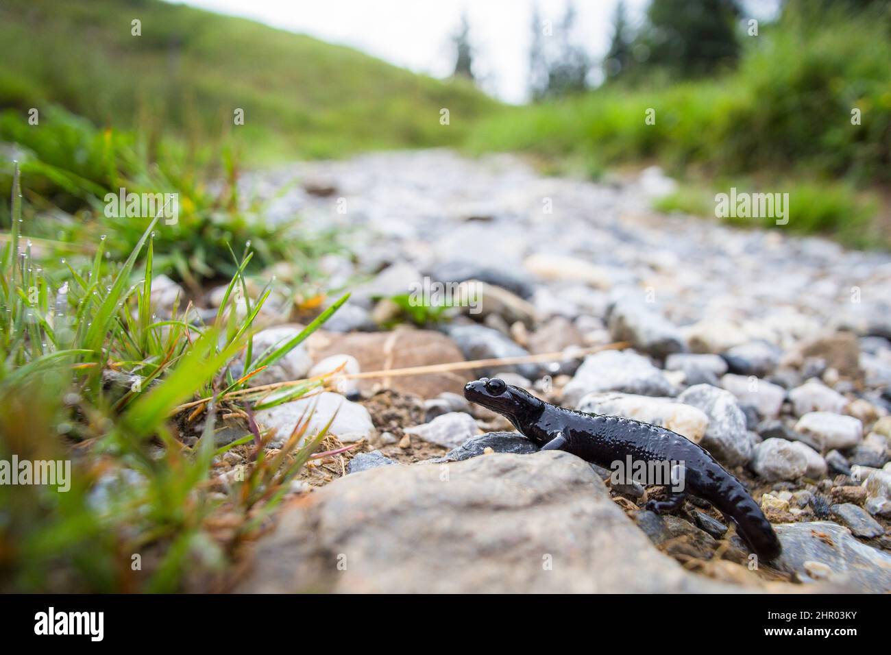 Black salamander (Salamandra atra), Switzerland Stock Photo - Alamy