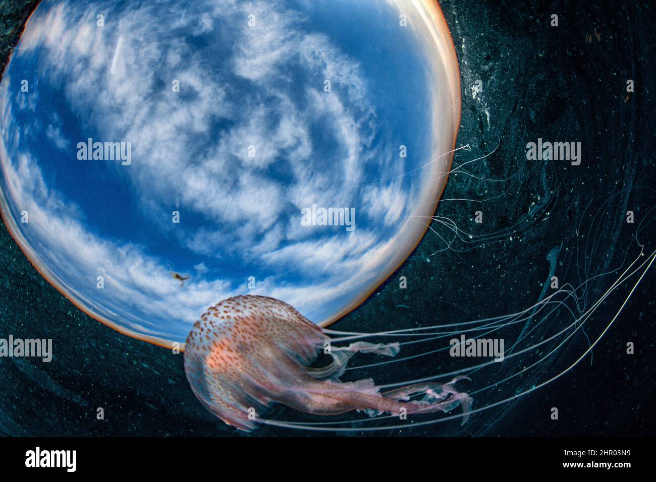In the space. Mauve stinger jellyfish (Pelagia noctiluca) below the surface, Napoli, Tyrrhenian Sea Stock Photo