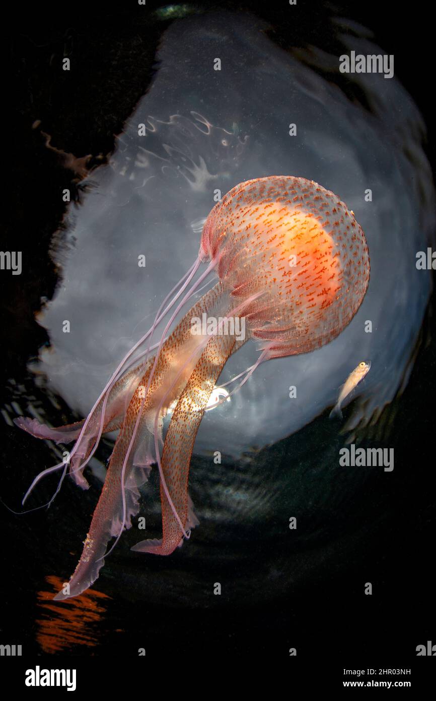Mauve stinger jellyfish (Pelagia noctiluca) below the surface, Campania, Italy Stock Photo