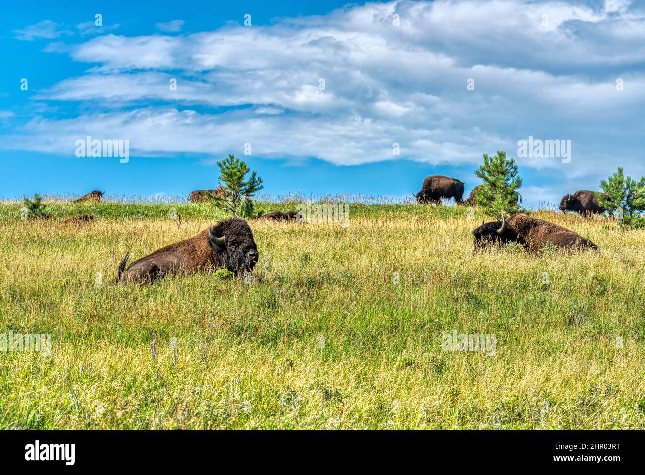 Bison in Custer State Park in the Black Hills of South Dakota Stock