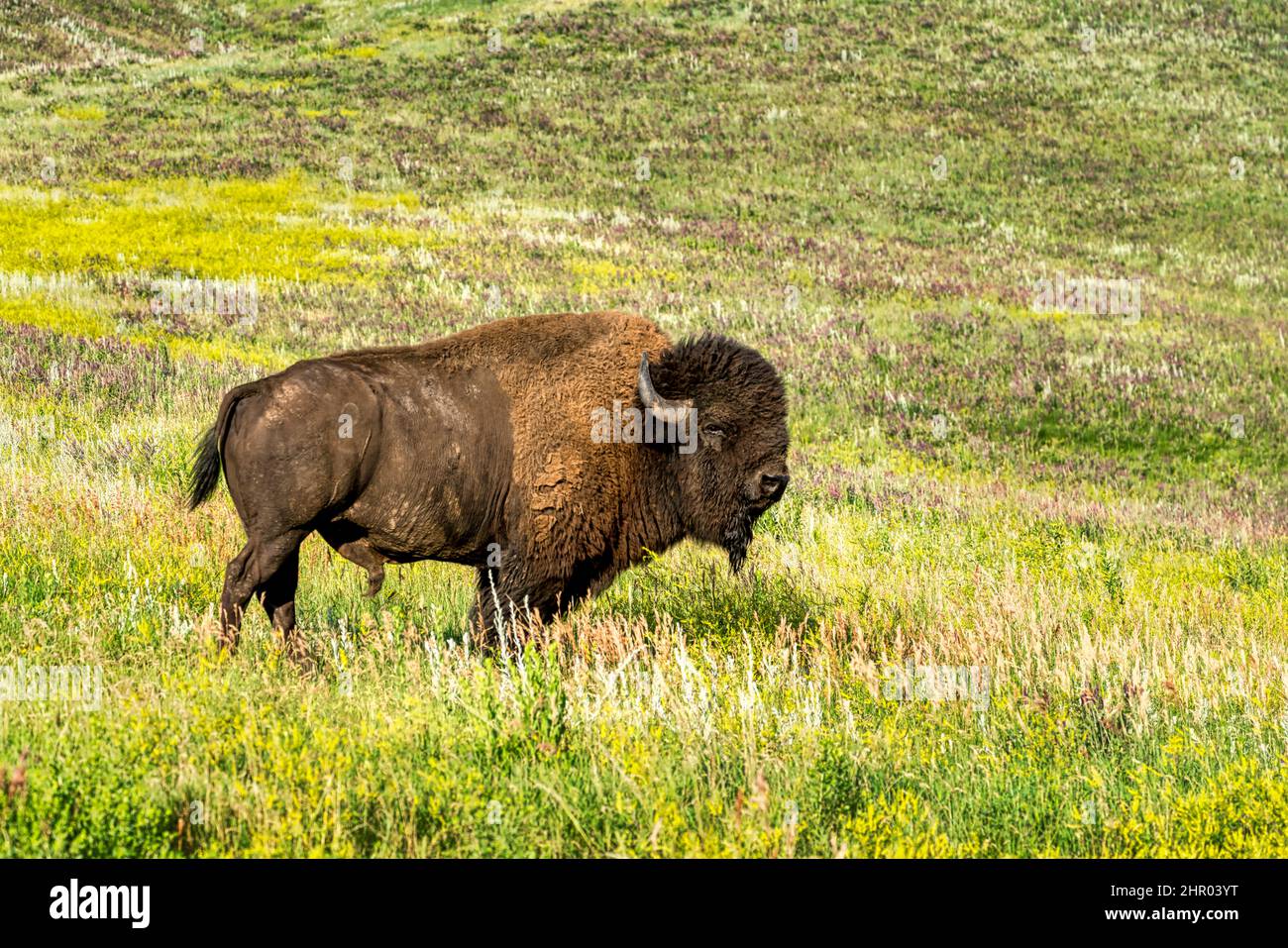 Bison in Custer State Park in the Black Hills of South Dakota Stock