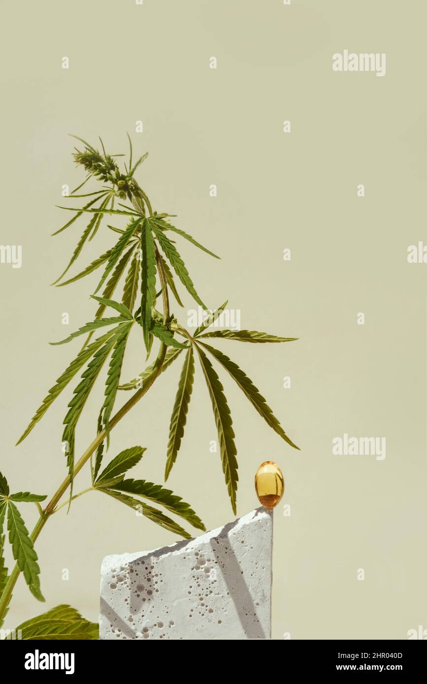 CBD oil in capsule and leaf of marijuana, cannabis Stock Photo