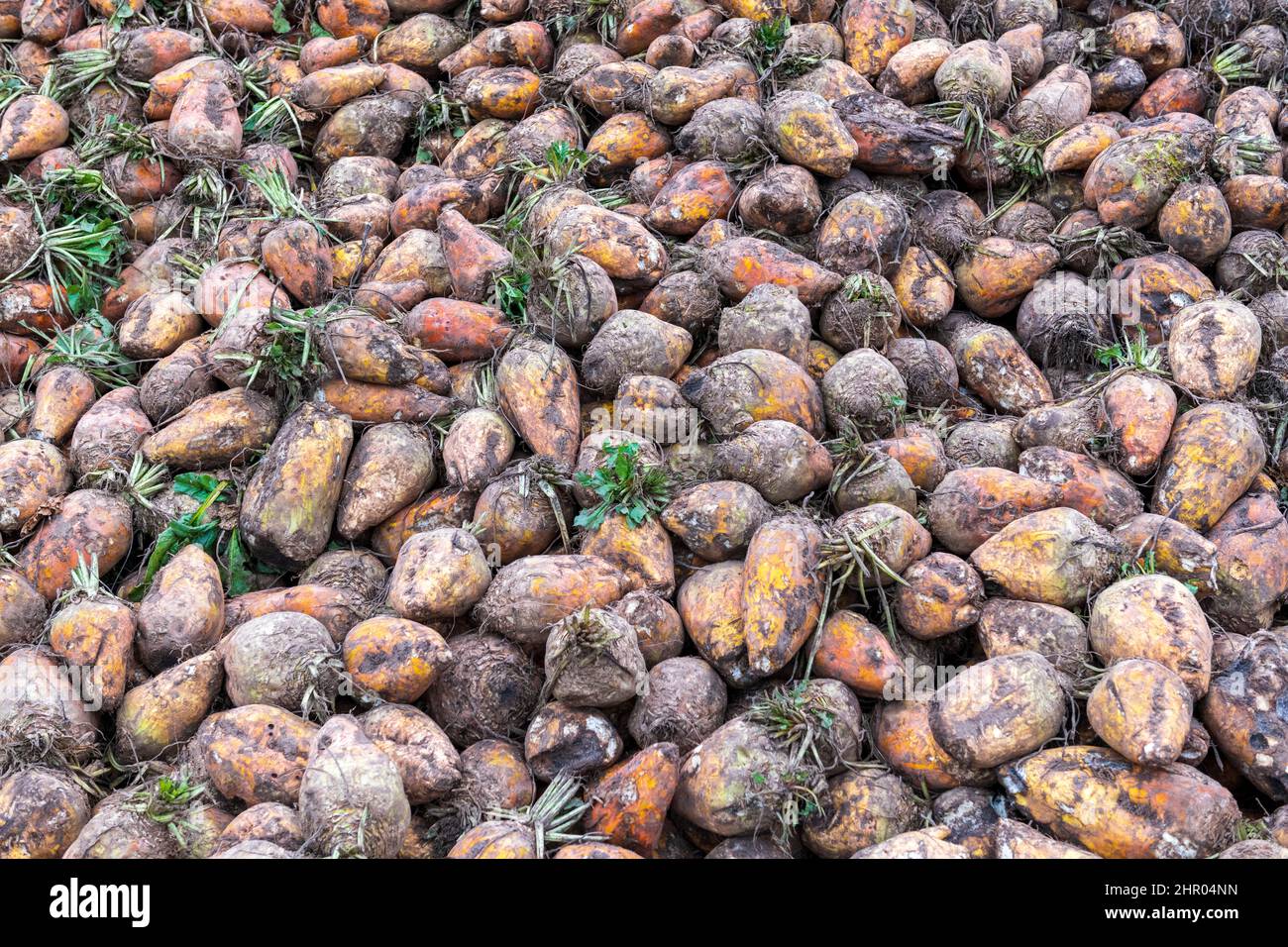 Fodder beet cattle hires stock photography and images Alamy