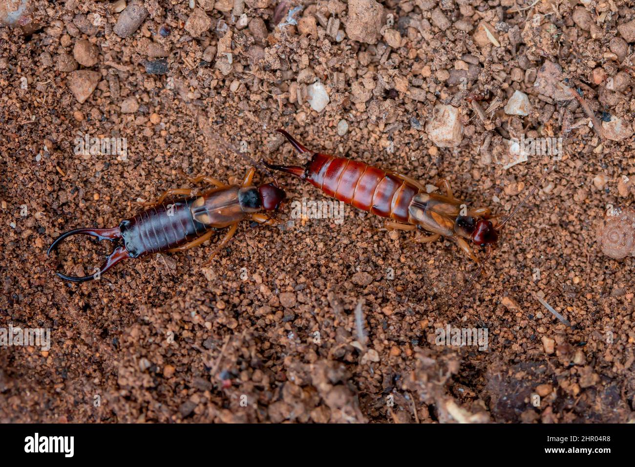 Common earwig european earwig forficula hires stock photography and