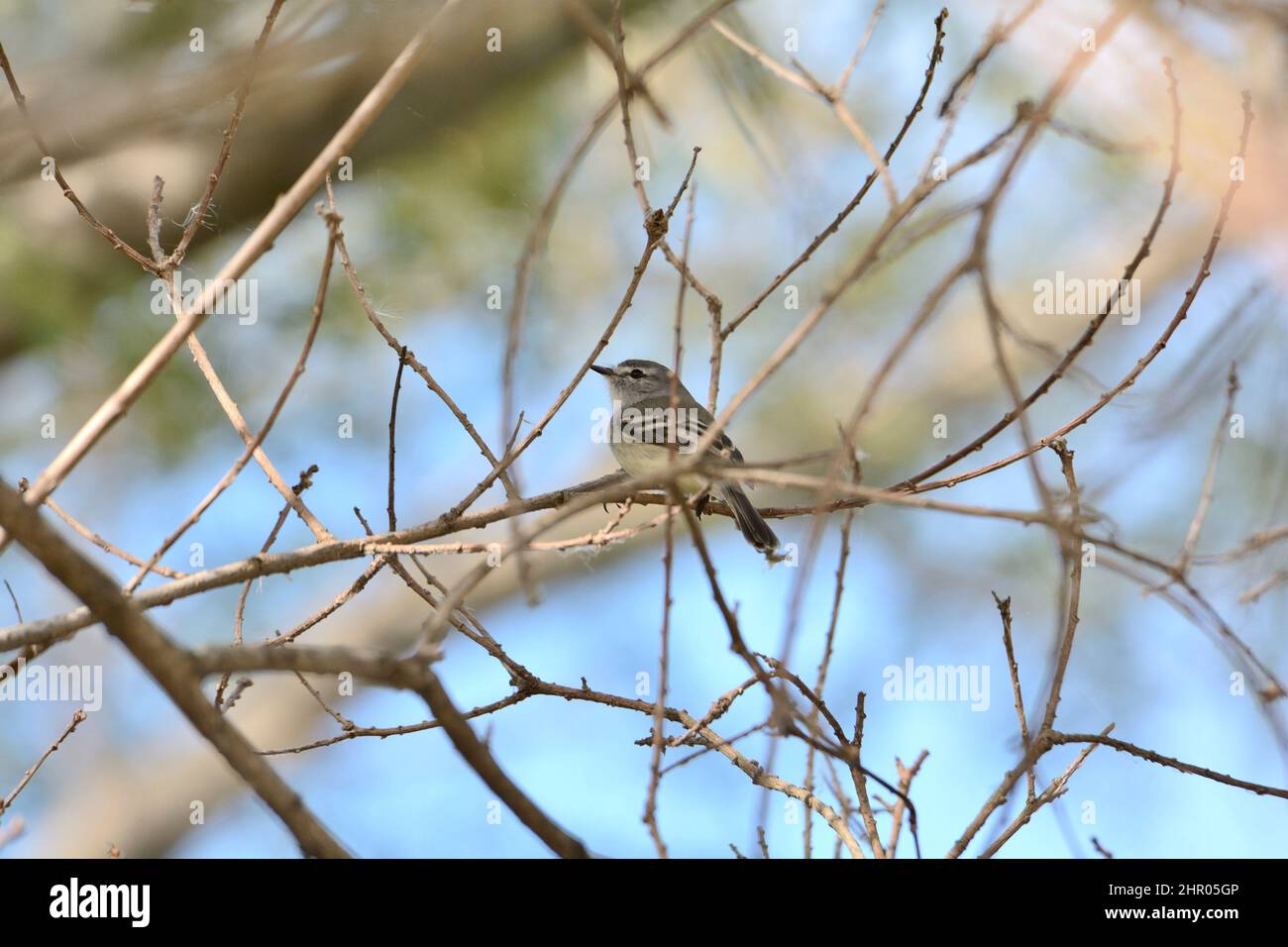 White-crested Tyrannulet (Serpophaga subcristata) on a branch, Costanera Sur Ecological Reserve, Buenos Aires, Argentina Stock Photo