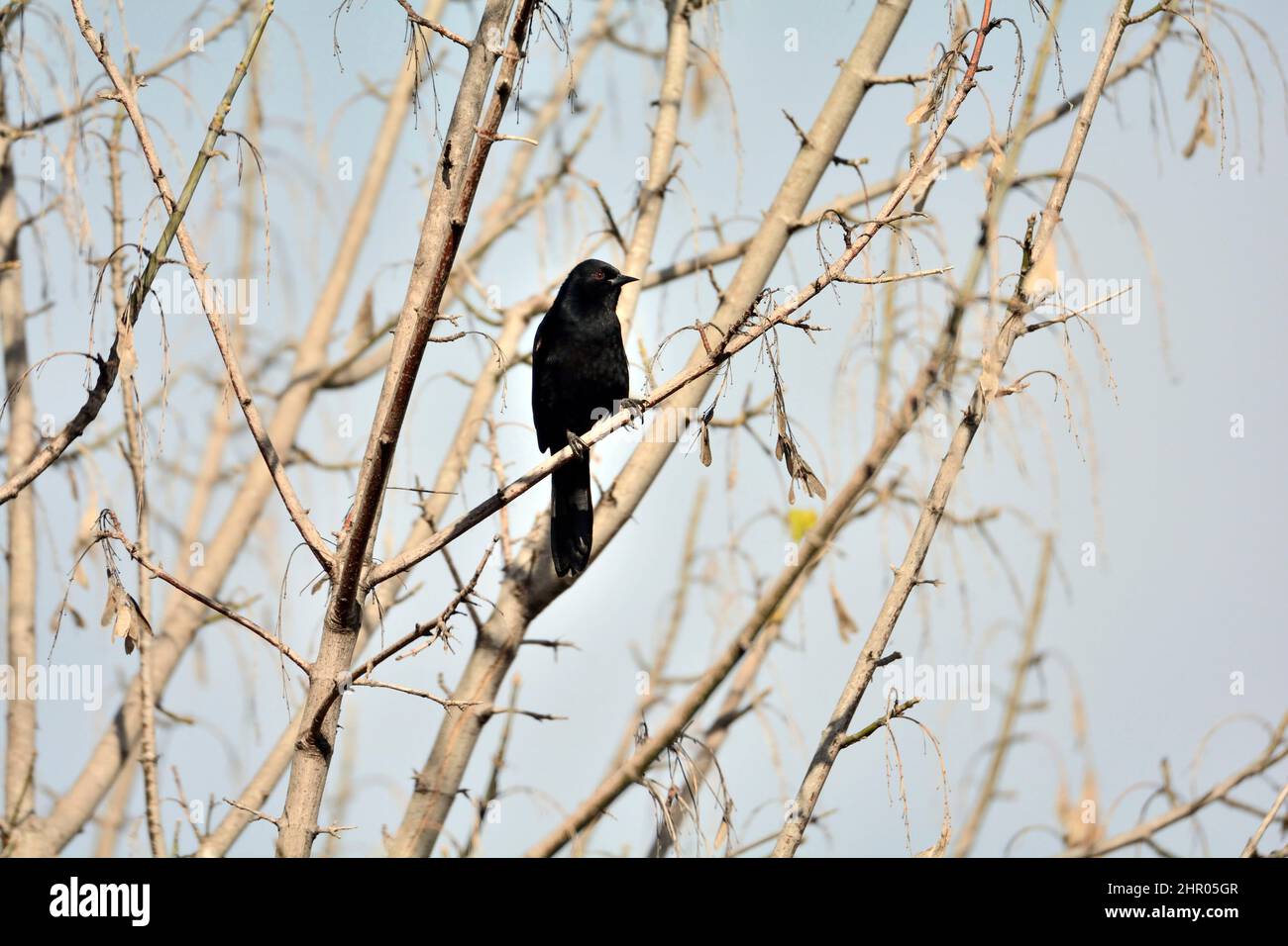 Variable Oriole (Icterus pyrrhopterus) on a branch, Costanera Sur Ecological Reserve, Buenos Aires, Argentina Stock Photo