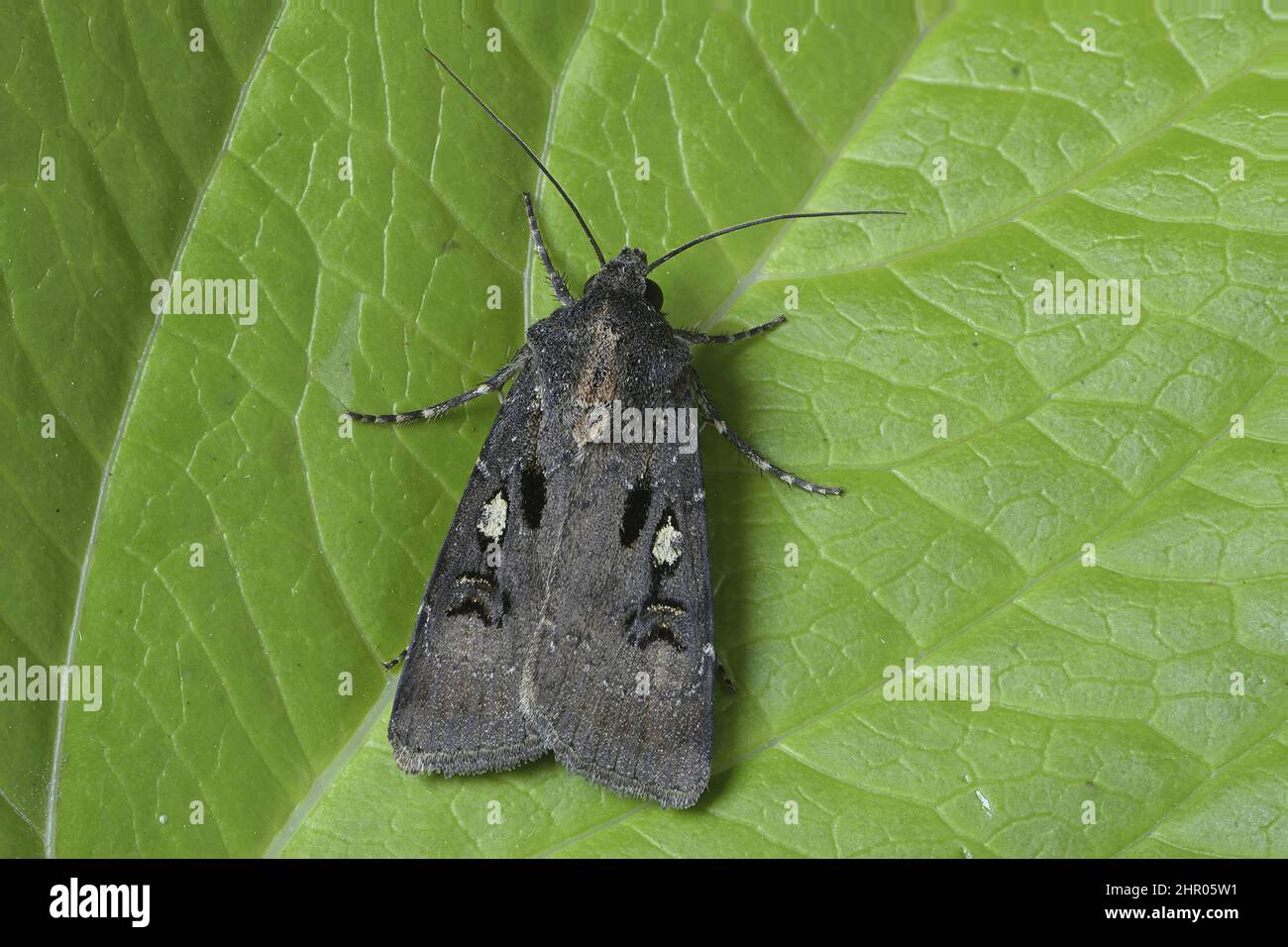 Crescent dart (Agrotis trux) on a leaf, Cotes d'Armor, Brittany, France Stock Photo