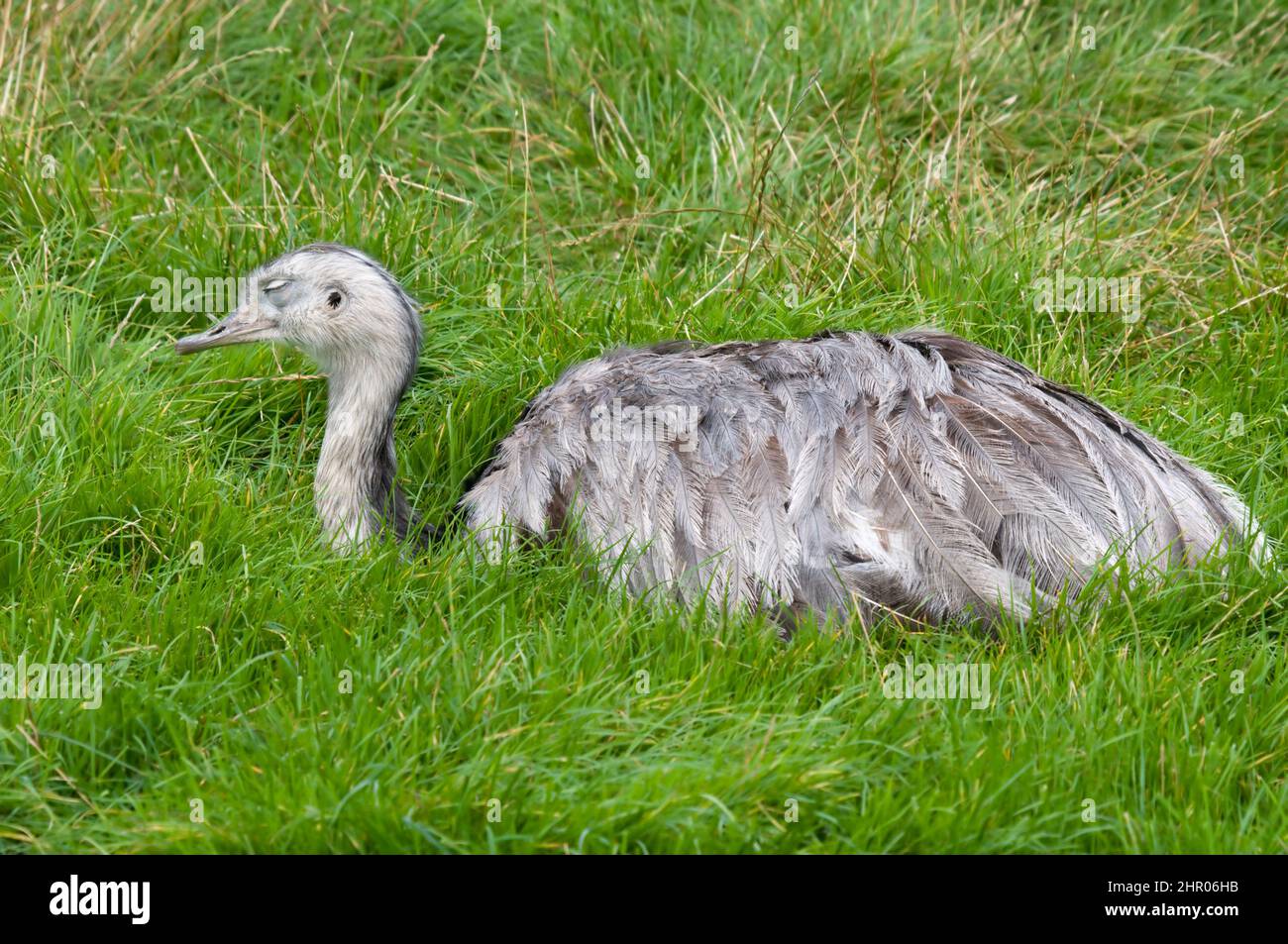 A Rhea asleep in the grass Stock Photo