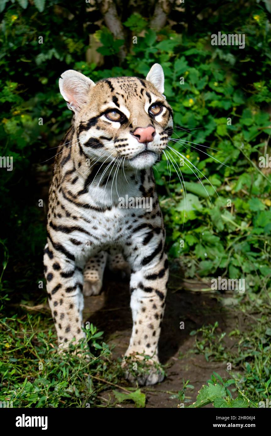 Ocelots Leopard Ocelot (Leopardus pardalis Stock Photo - Alamy