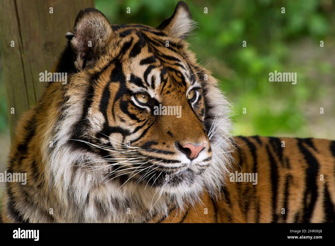 Sumatran Tiger Profile Stock Photo