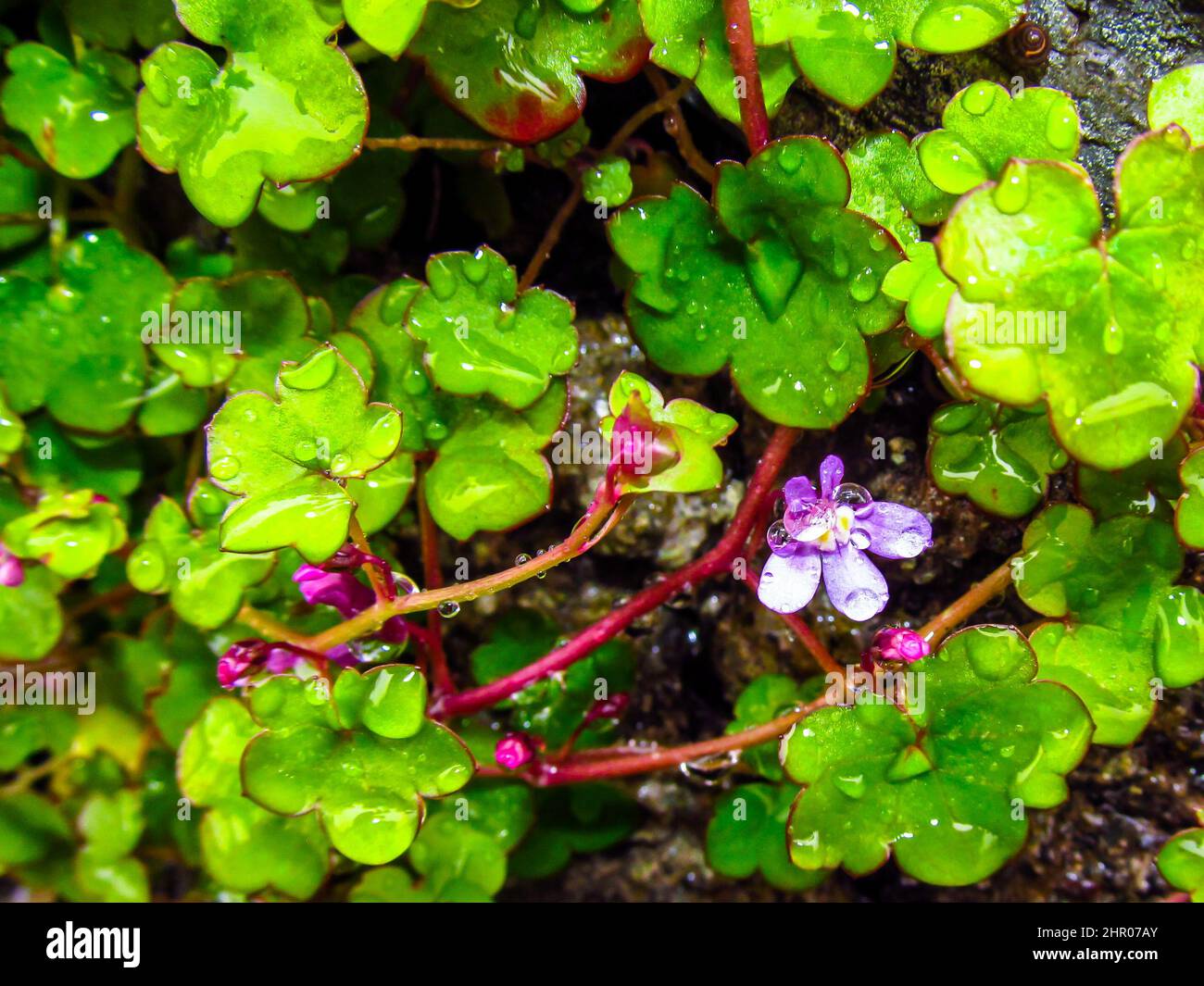 Flowering Ivy-leaved Toadflux, Cymbalaria muralis, covered in water droplets growing out of an old dry wall in the Lake District, UK Stock Photo