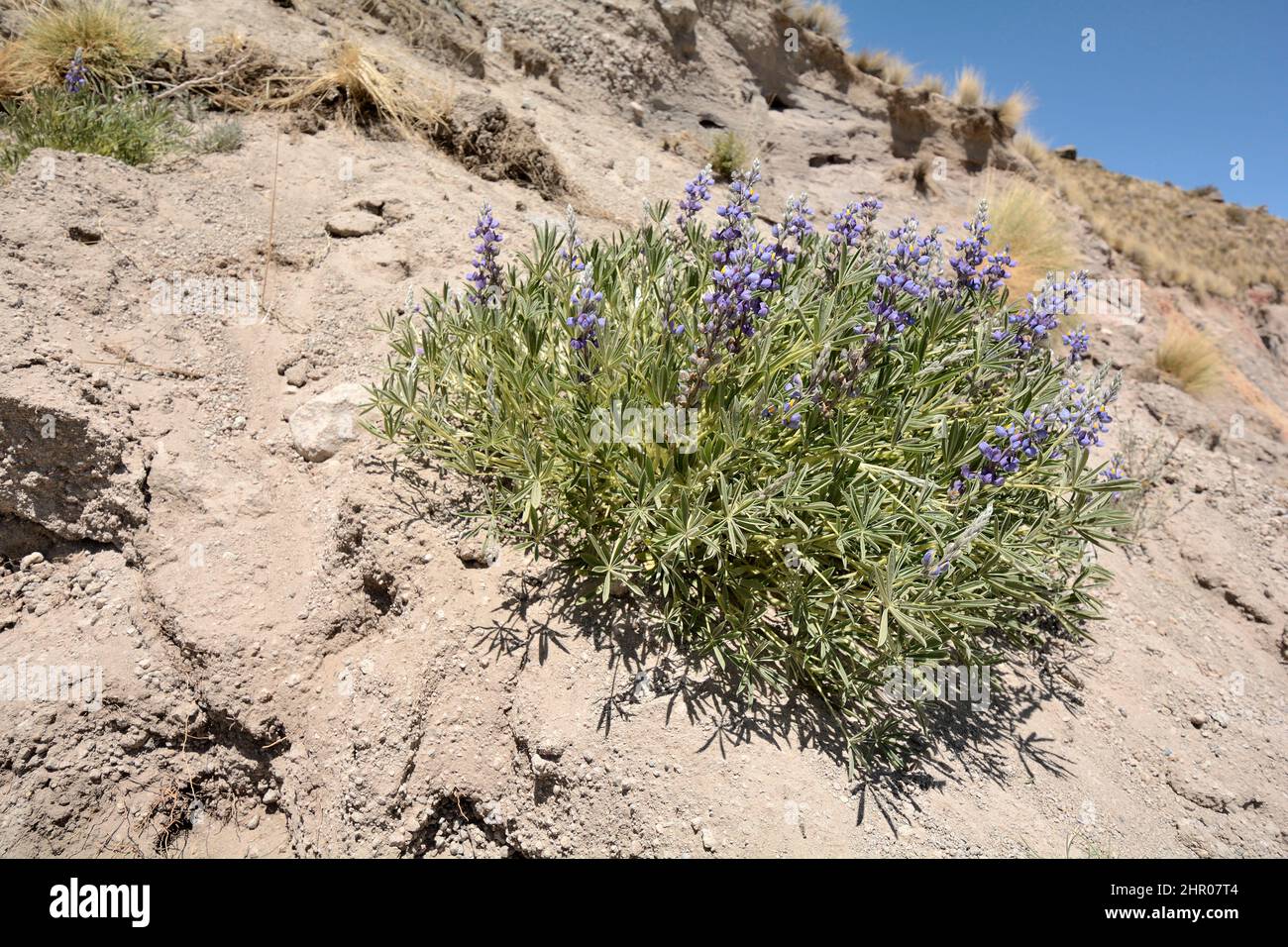 Lupine (Lupinus oreophilus), endemic to Chile, Putre, XV Region of Arica and Parinacota, Chile Stock Photo
