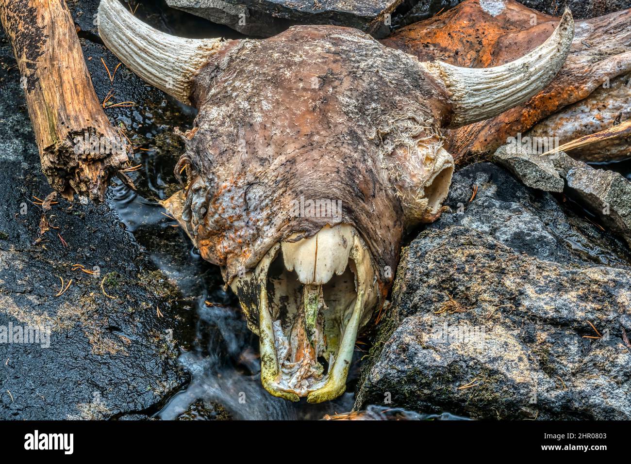 Bison Skull in Yellowstone National Park Stock Photo Alamy
