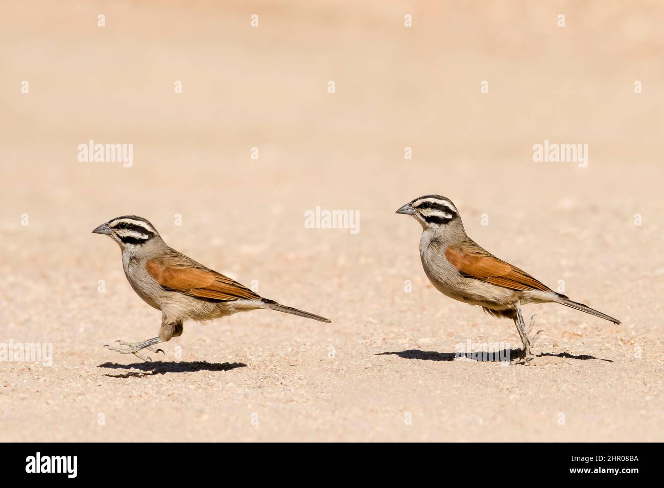 Cape Bunting (Emberiza capensis) on ground, Namibia Stock Photo