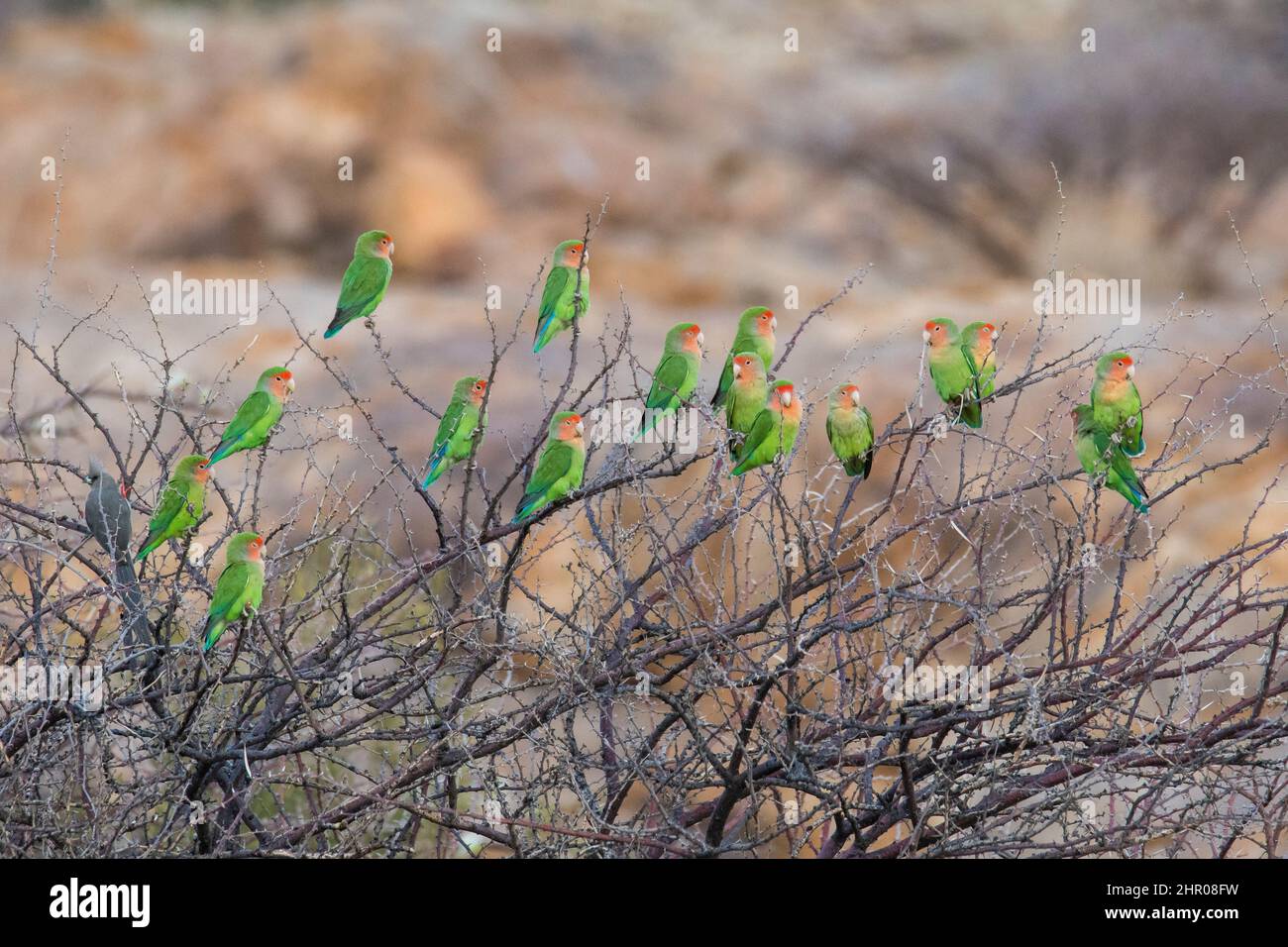 Rosy-faced Lovebird (Agapornis roseicollis) group on a shrub, Spitzkoppe, Damaraland Region, Namibia Stock Photo