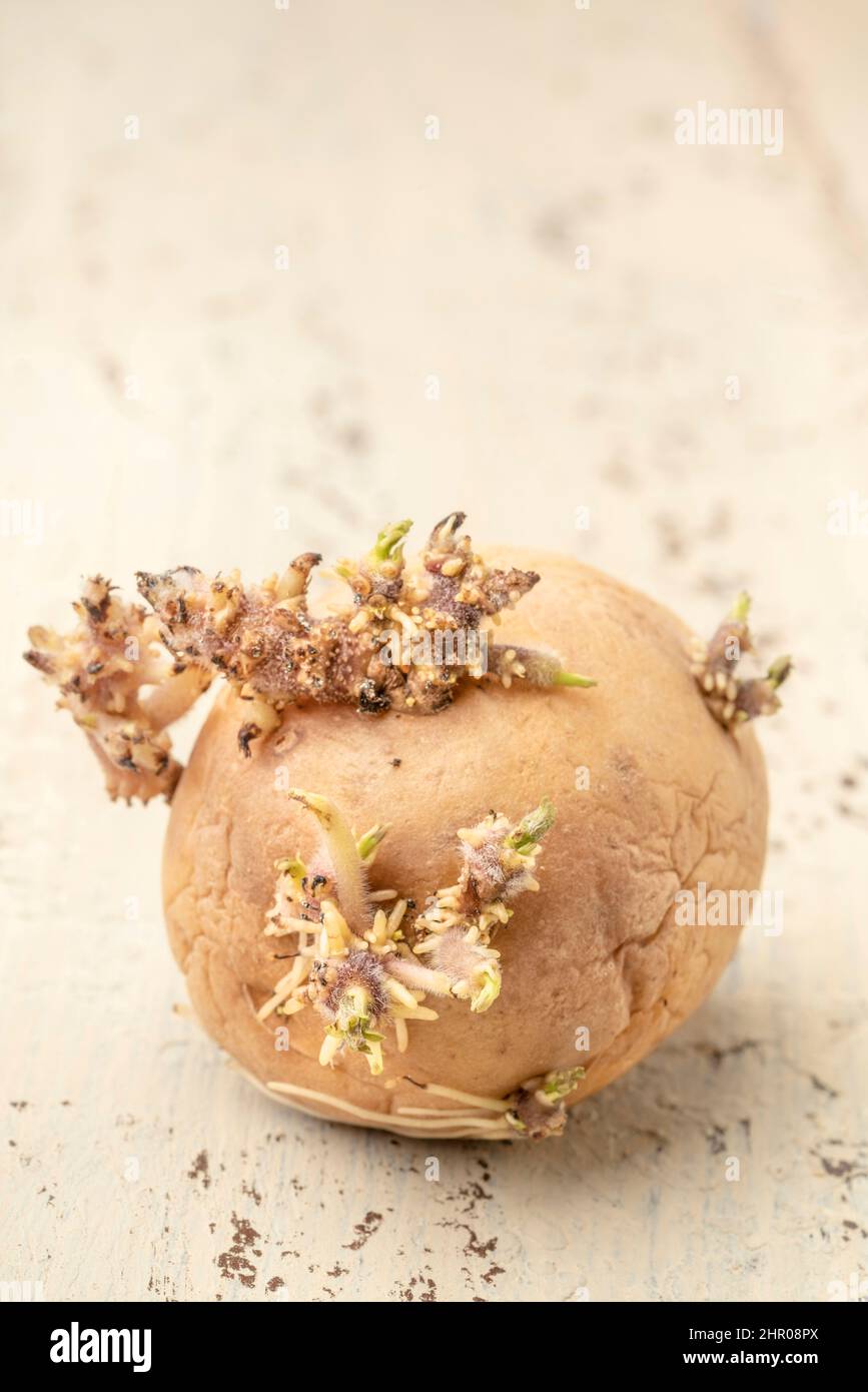sprouted potatoes, closeup of sprouted potato on wooden table or ...