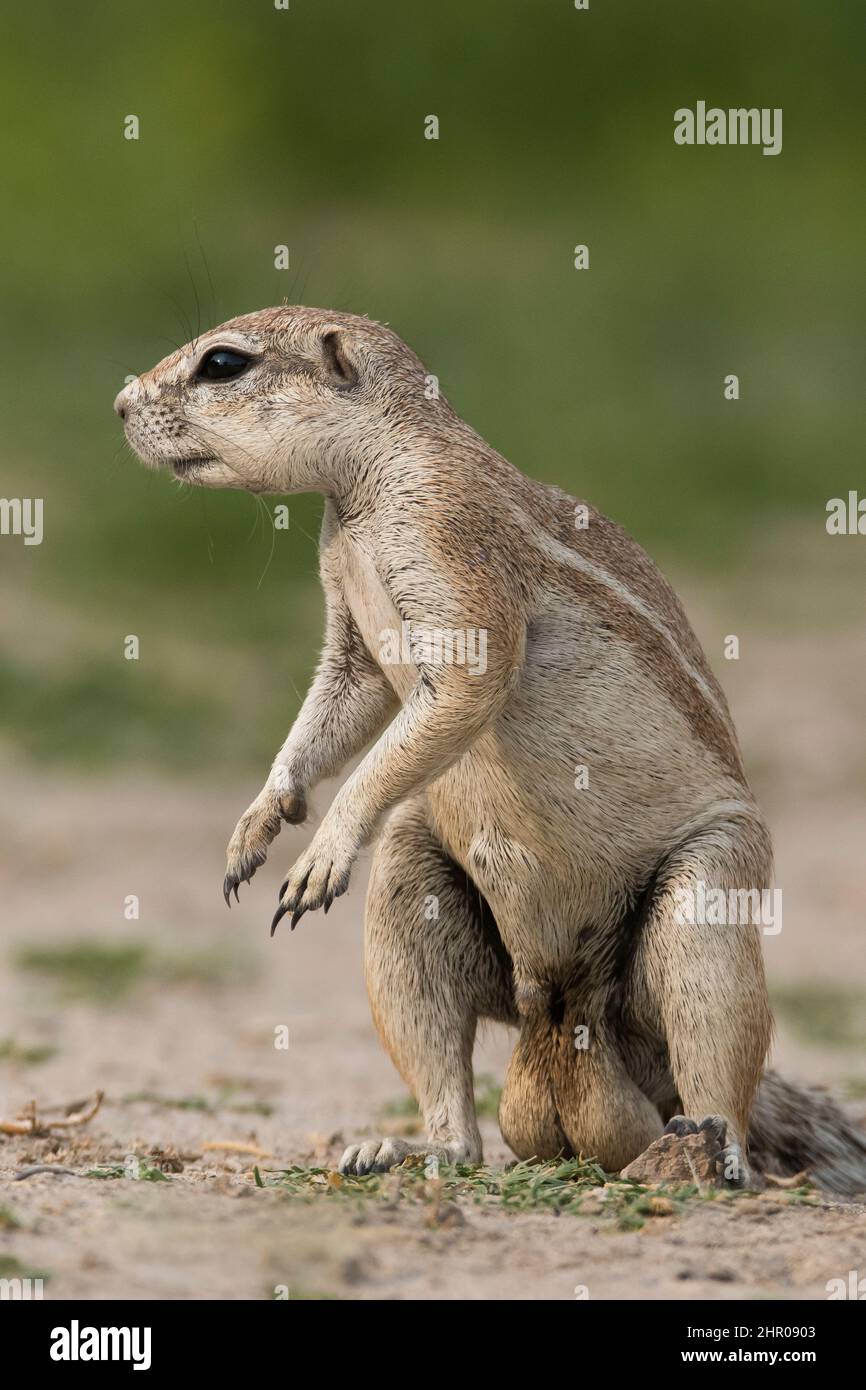 Male testicle hires stock photography and images Alamy