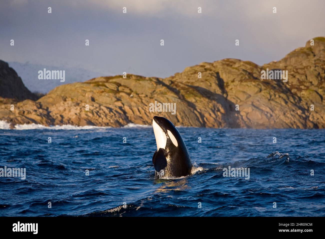 Killer Whale Orcinus Orca Spy Hop Vestfjord Ofotfjord And Tysfjord Lofoten Islands Norway Atlantic Ocean Stock Photo Alamy