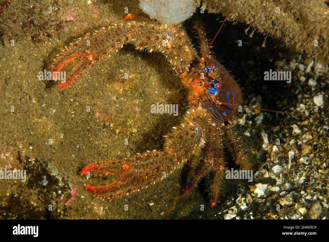 Squat lobster, Galathea strigosa, Stromsholmen, Vevang, Norway, Atlantic Ocean Stock Photo