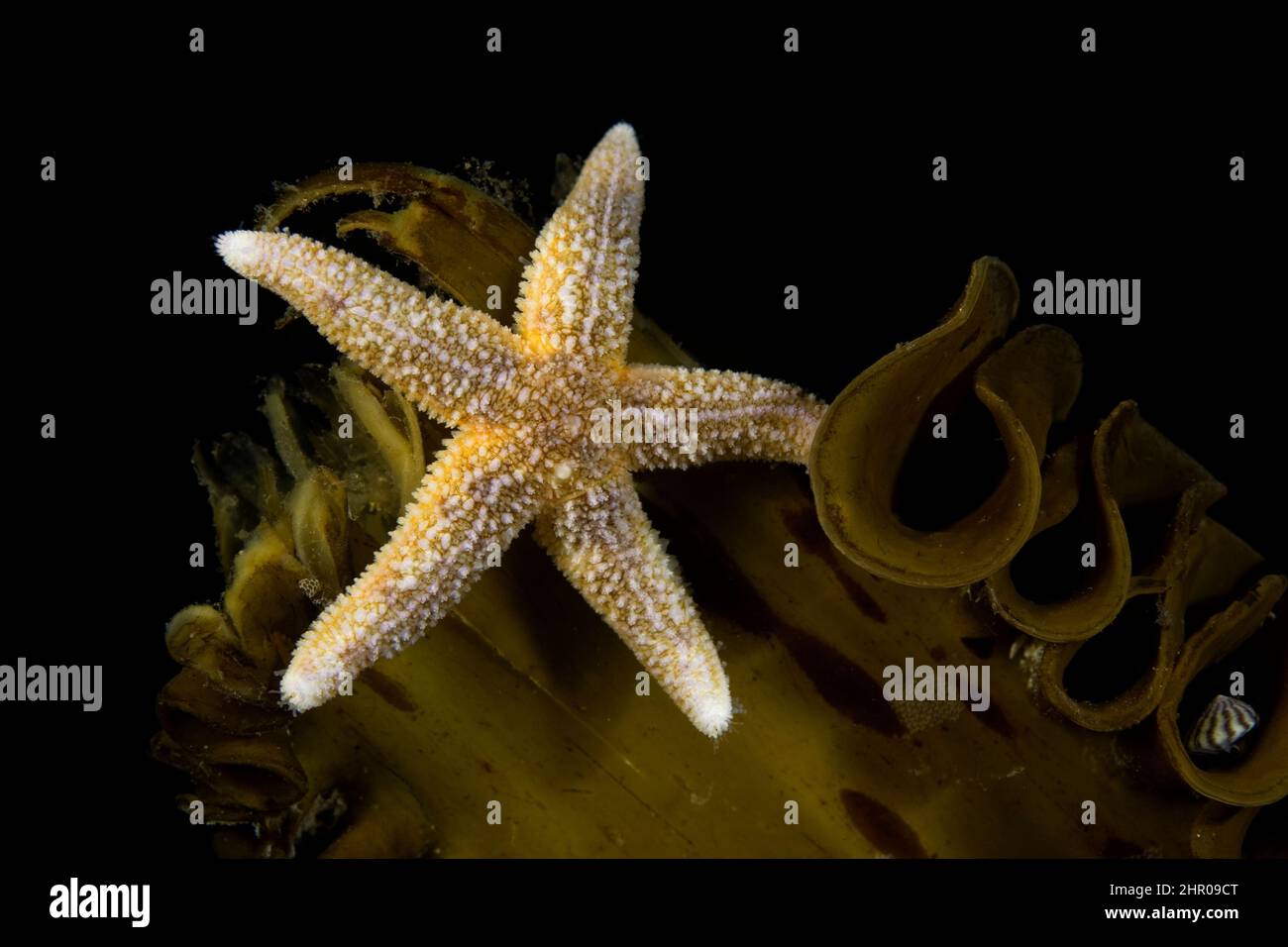 sea star, Asterias korstroll, on kelp, Stromsholmen, Vevang, Norway, Atlantic Ocean Stock Photo