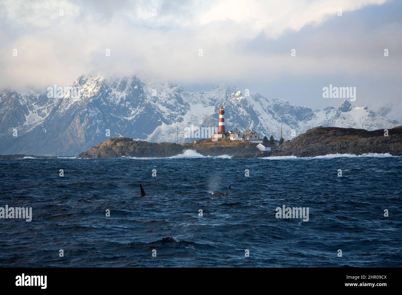 lighthouse on the island of Skrova, mountains and killer whale, Orcinus orca, Vestfjord, Ofotfjord, and Tysfjord, Lofoten Islands, Norway, Atlantic Oc Stock Photo