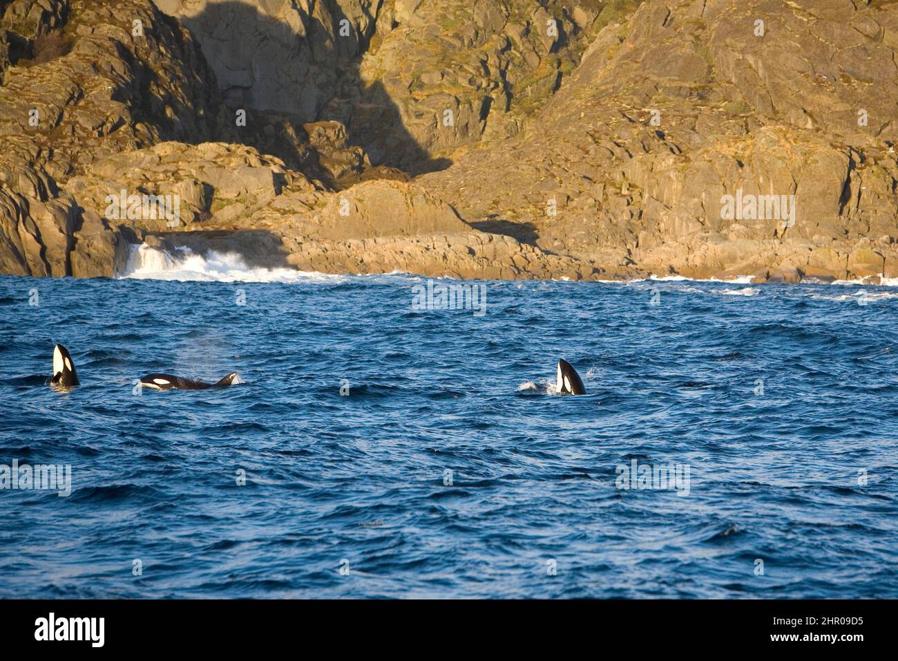 killer whales, Orcinus orca, calfs, spy hoping, Vestfjord, Ofotfjord, and Tysfjord, Lofoten Islands, Norway, Atlantic Ocean Stock Photo