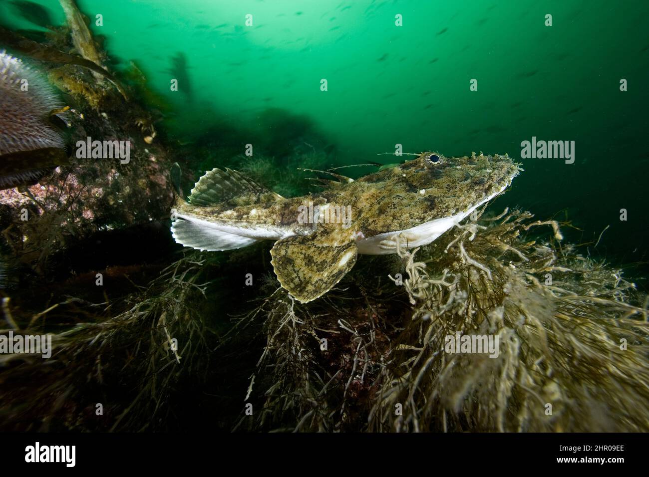 anglerfish (monkfish) Lophius piscatorius, Stromsholmen, Vevang, Norway, Atlantic Ocean Stock Photo