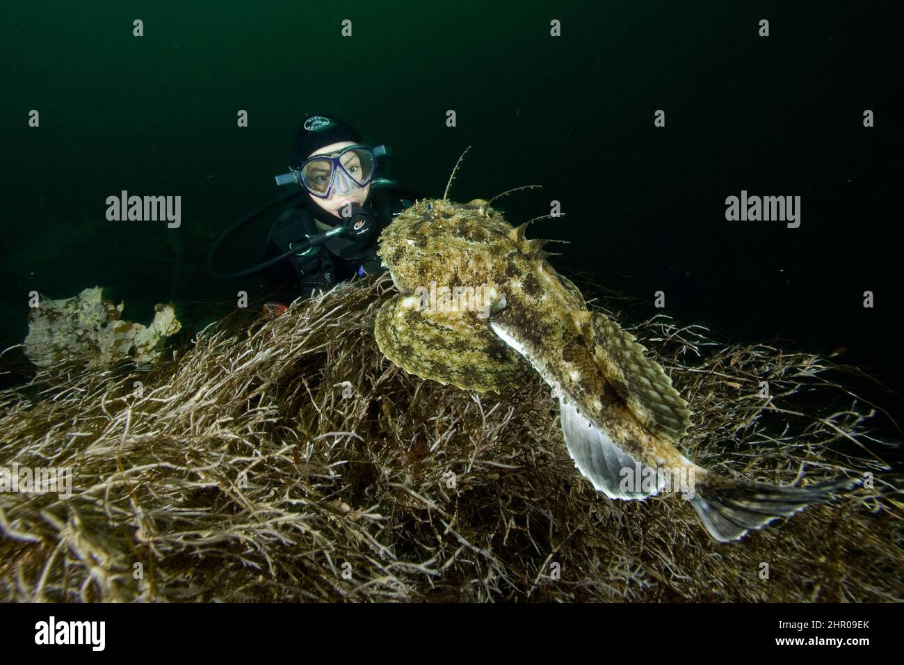 scuba diver and anglerfish (monkfish) Lophius piscatorius, Stromsholmen, Vevang, Norway, Atlantic Ocean Stock Photo