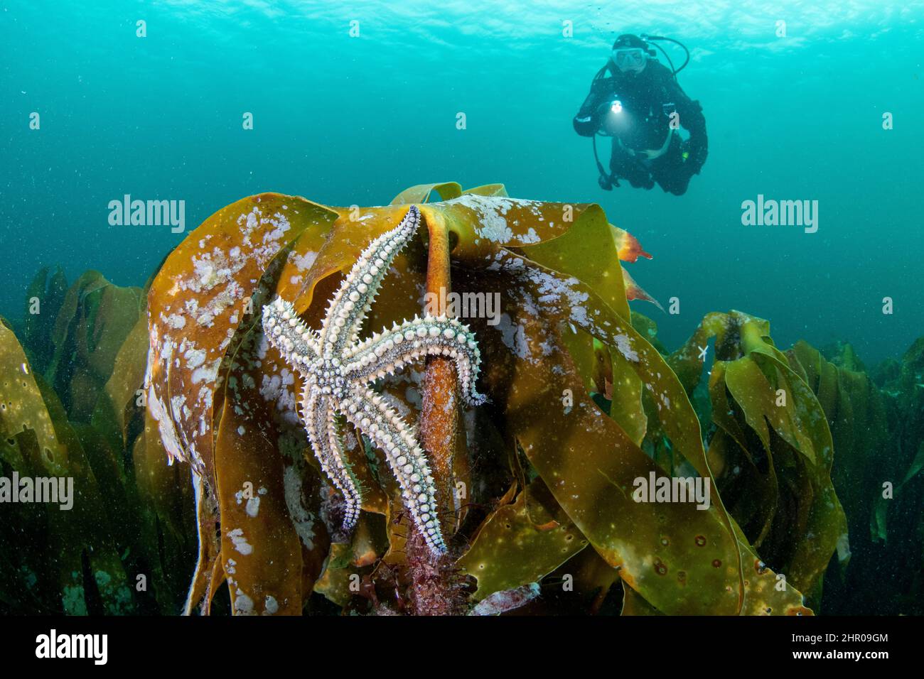 Scuba diver and spiny Starfish (Marthasterias glacialis) on forest kelp (Laminaria hyperborea). Flatanger, coastal commune in central Norway, north of Stock Photo