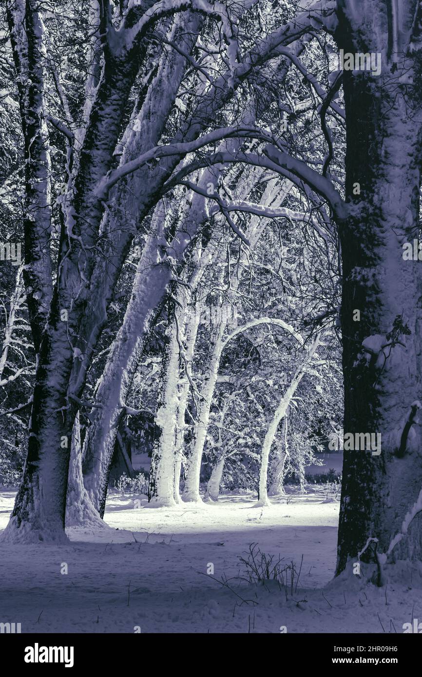 Black oak trees hi-res stock photography and images - Alamy