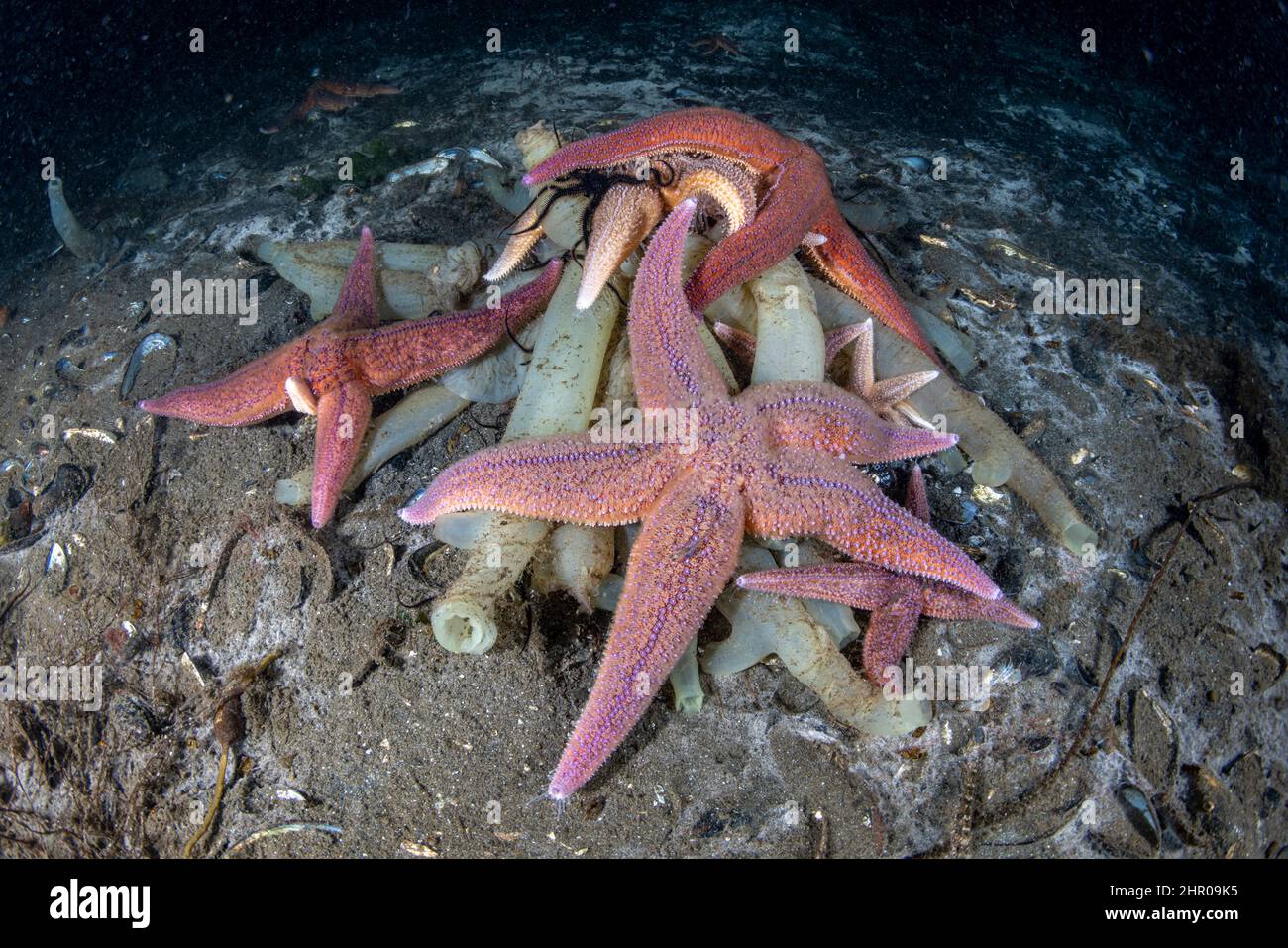 Starfish (Henricia sp.) feeding on sea squirts. Flatanger, coastal commune in central Norway, north of the Trondheimfjord, North Atlantic Ocean. Norwa Stock Photo