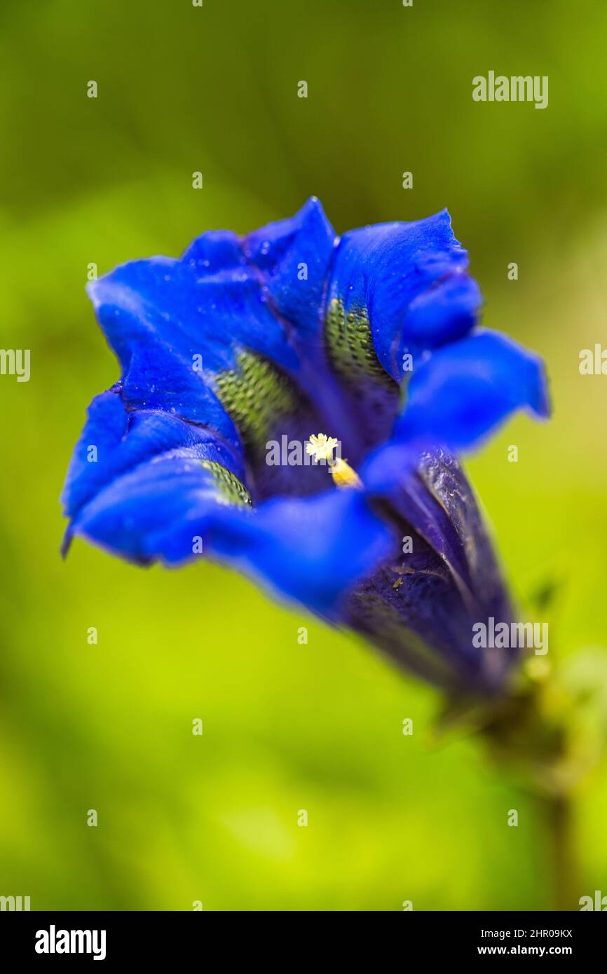 Clusius gentian blue flower in macro detail. Stock Photo
