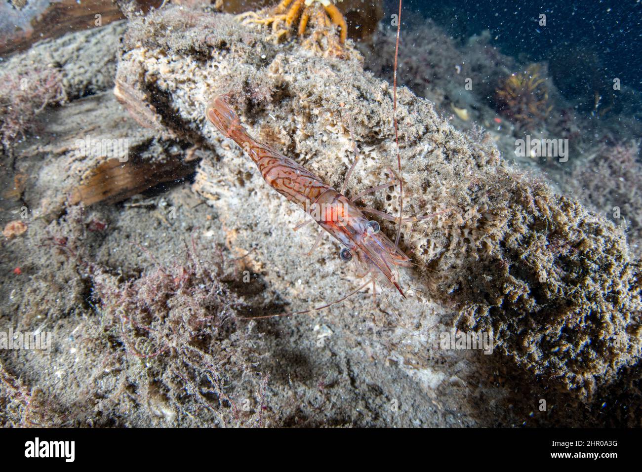 Cold-water shrimp (Pandalus montagui) Flatanger, coastal commune in central Norway, north of the Trondheimfjord, North Atlantic Ocean Norway Stock Photo