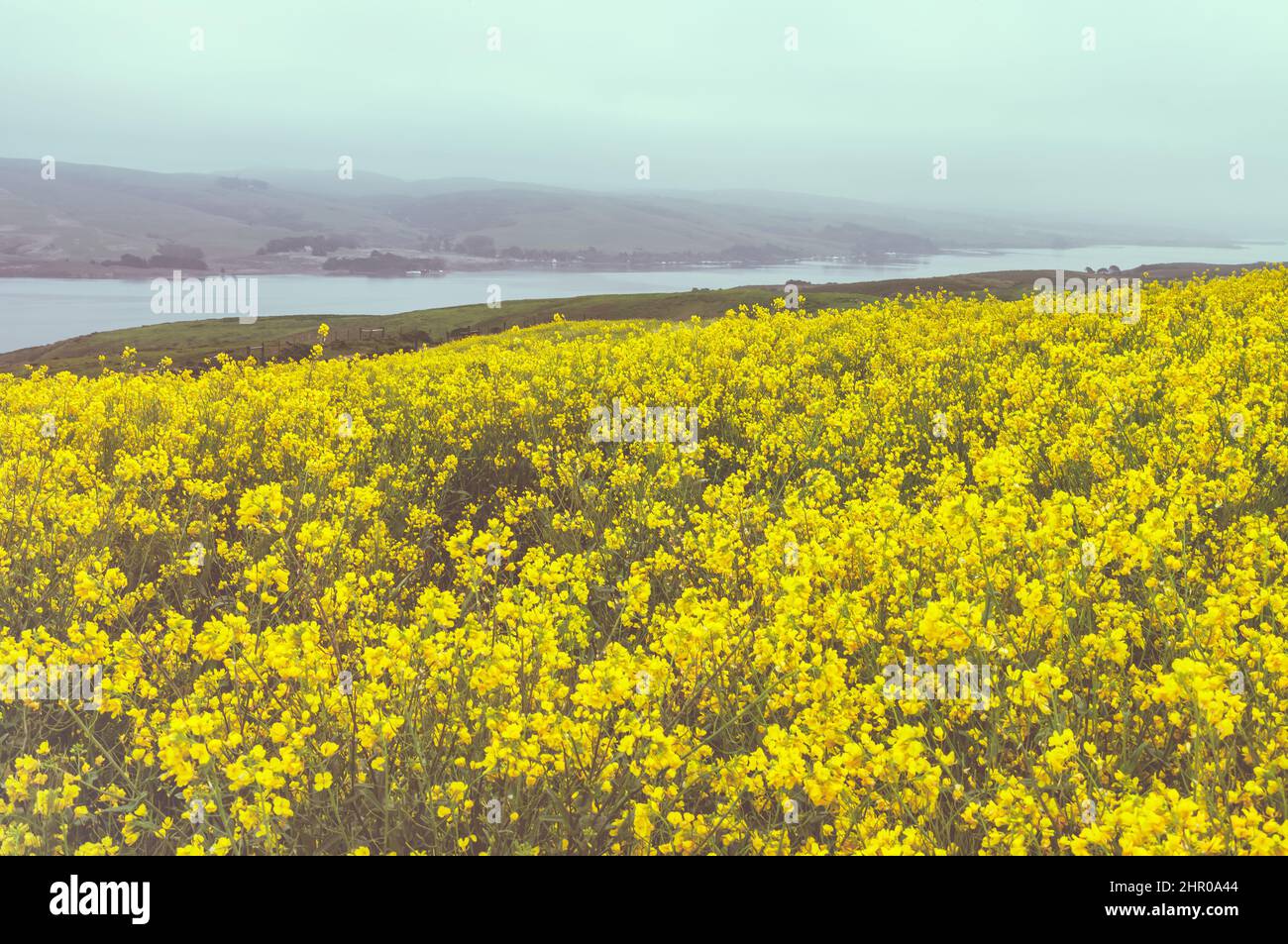 Blooming field mustard Brassica rapa overlooking the Tomales Bay in background in Point Reyes National Seashore, California,USA, on a foggy morning. Stock Photo