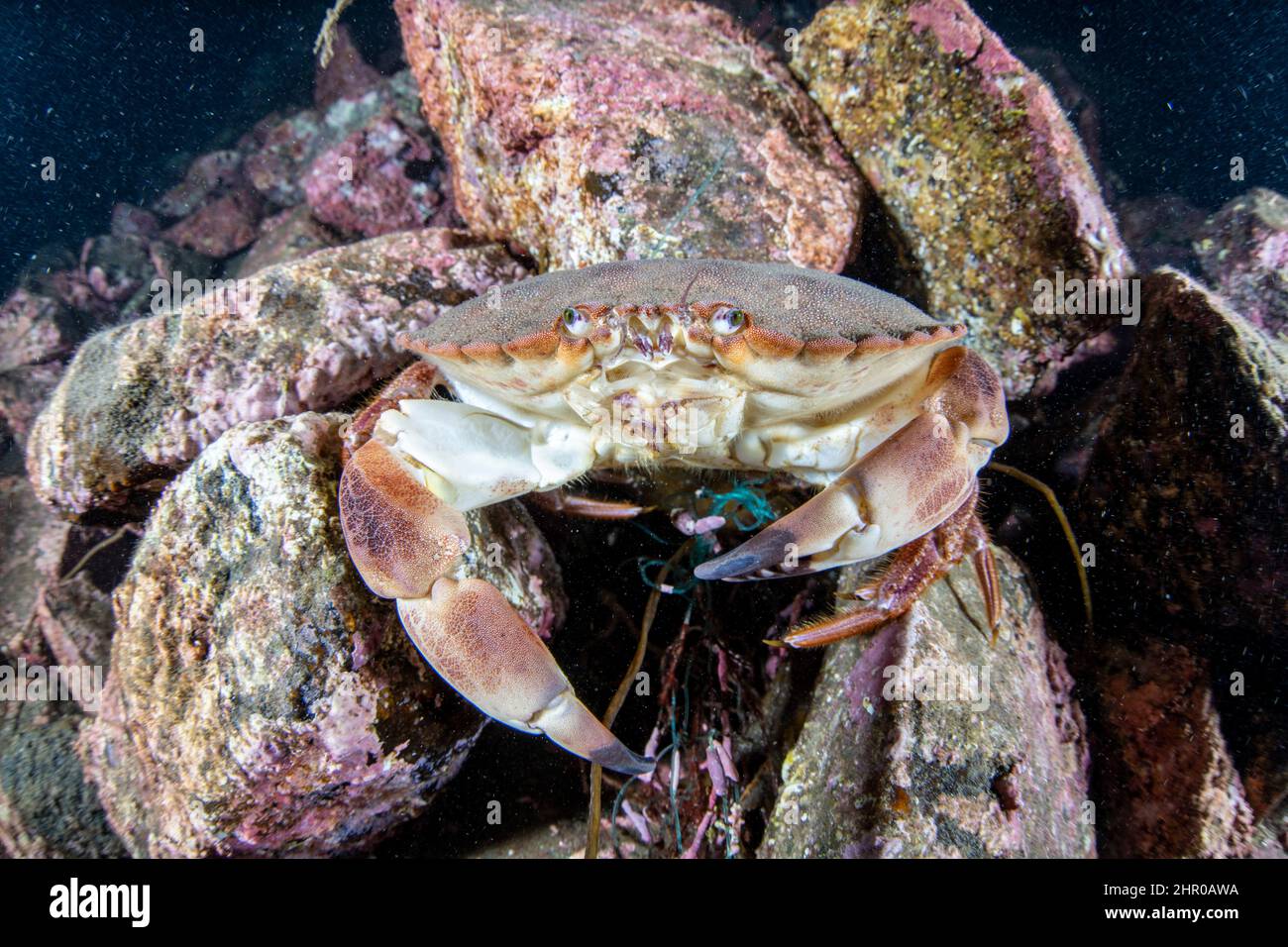 Edible crab, Cancer pagurus, Flatanger, coastal commune in central Norway, north of the Trondheimfjord, North Atlantic Ocean. Stock Photo