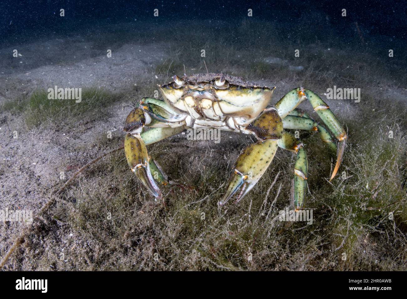 Portunid crab, Liocarcinus depurator, Stromsholmen, Vevang, Norway, Flatanger, coastal commune in central Norway, north of the Trondheimfjord, North A Stock Photo