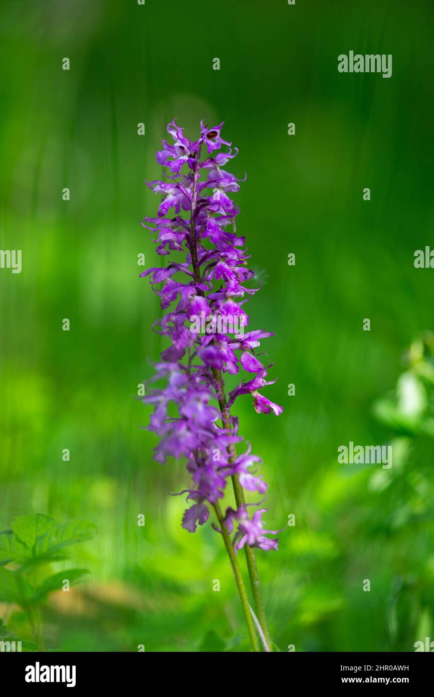 Orchis mascula flower, the early-purple orchid on green blurred background. Stock Photo