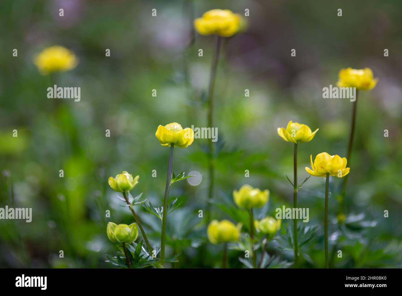 The globeflower, latin name Trollius europaeus. Yellow flowers, using shallow depth of field. Stock Photo
