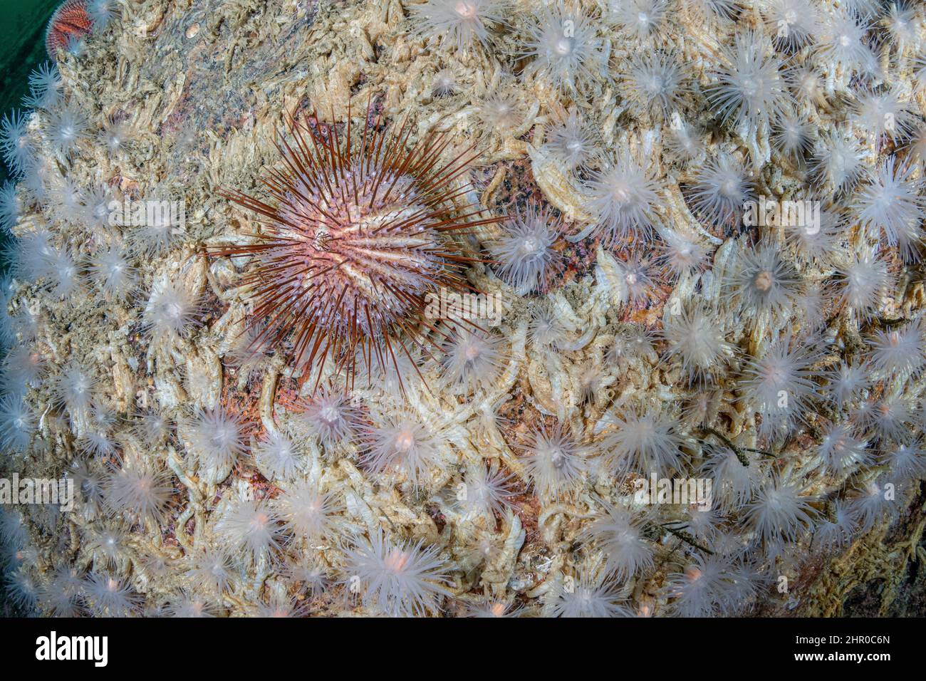 Sea urchin (Echinus acutus) on a wall of of sea anemone (Protanthea simplex). Flatanger, coastal commune in central Norway, north of the Trondheimfjor Stock Photo