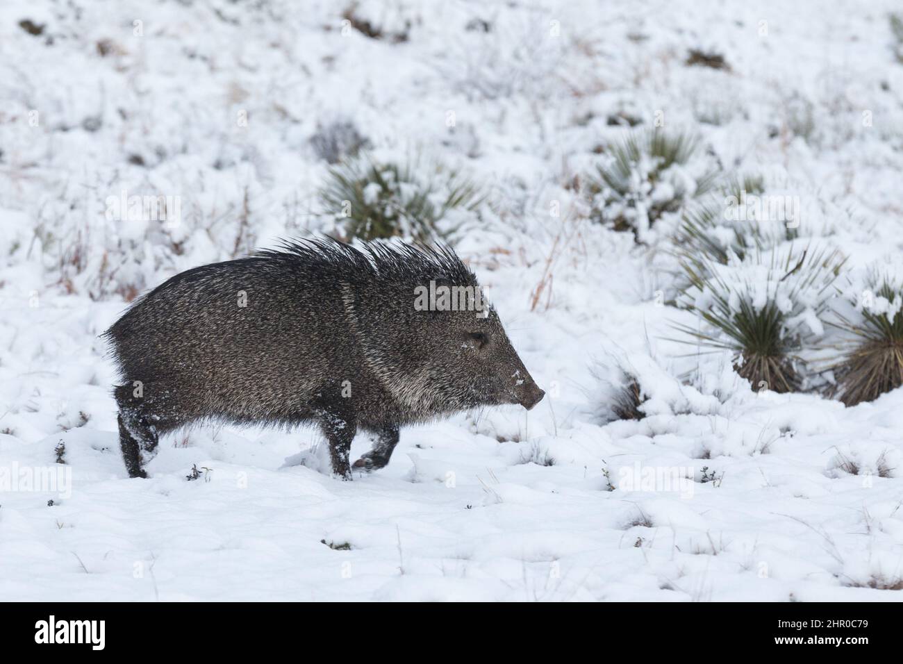 A javalina runs through the snow-covered Chihuahuan Desert in southeastern New Mexico. Stock Photo