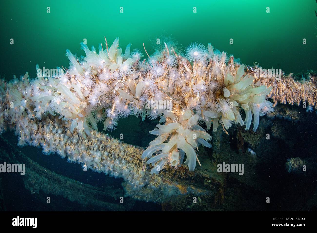 Sea squirts, (Ciona intestinalis) and (Protanthea simplex) is a species of sea anemone found in deep water. Flatanger, coastal commune in central Norw Stock Photo