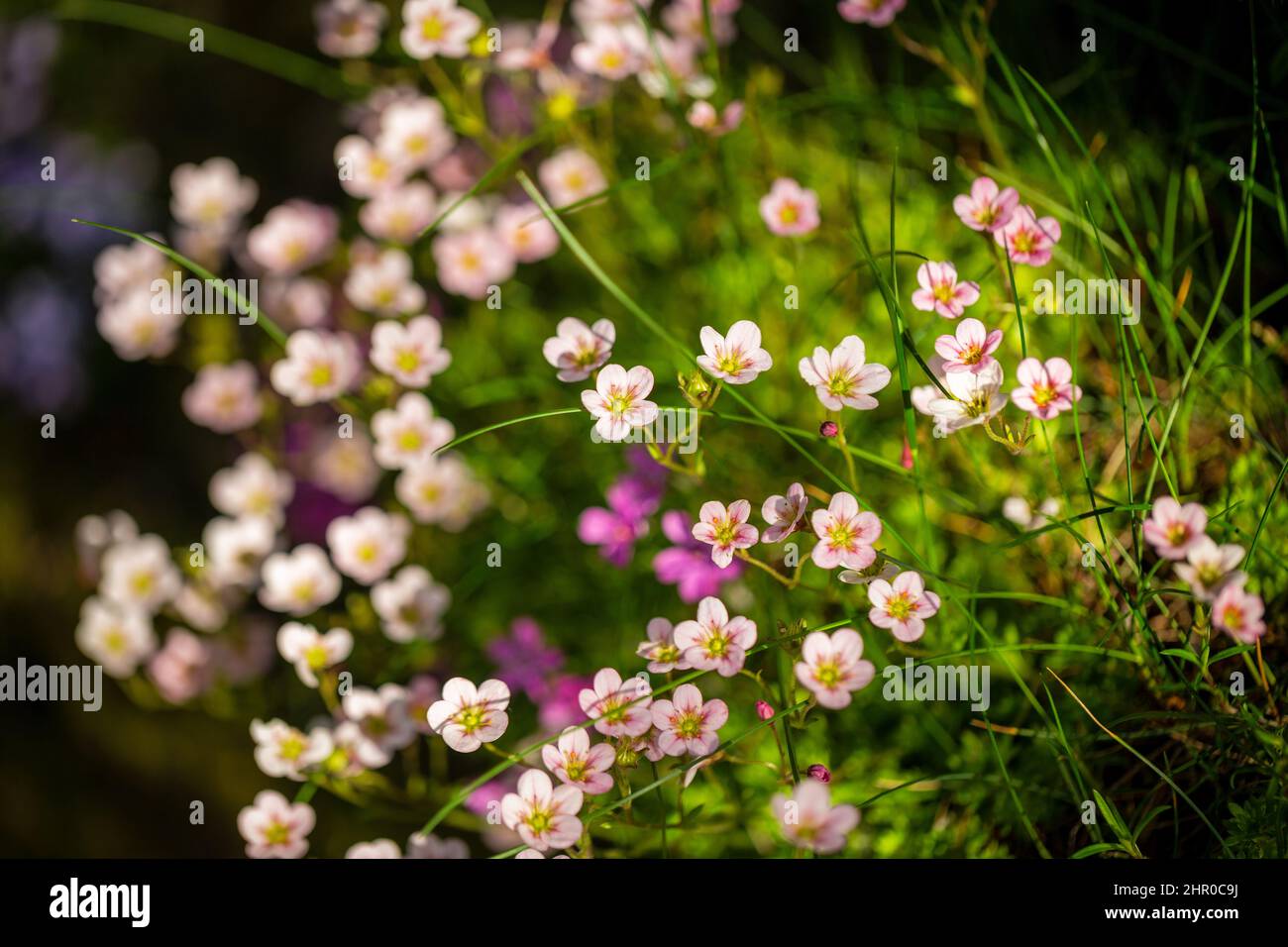Saxifraga, the stone breaker flowers in the garden. Using shallow depth of field. Stock Photo