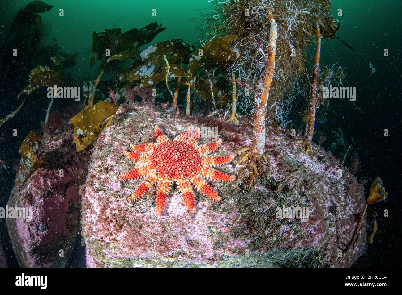 Common sunstar or Solaster (Crossaster papposus) in front of a kelp forest, Flatanger, coastal commune in central Norway, north of the Trondheimfjord, Stock Photo